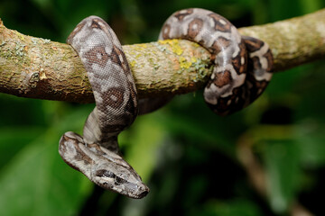 Baby peruvian long-tailed boa (Boa constrictor longicauda)