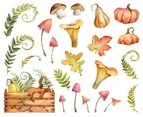 Set of watercolor hand painted autumn elements isolated on white background. High quality scanned fall wilted leaves, fern branches, pumpkin squashes and mushrooms collection