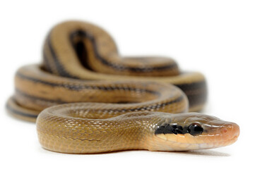 Baby chinese beauty snake (Elaphe taeniura taeniura) on a white background