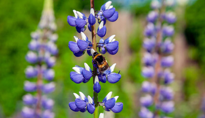 Wild shaggy bumblebee collects pollen and nectar from  flowering lupine.