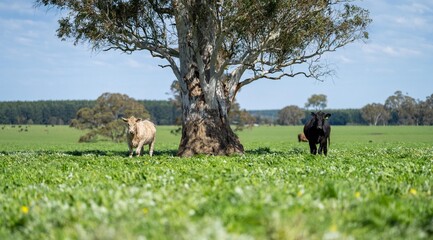 speckle park, Murray grey, Angus cows and calf grazing on lush pasture. while they enjoy the sun...