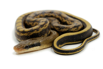 Baby chinese beauty snake (Elaphe taeniura taeniura) on a white background