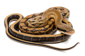 Baby chinese beauty snake (Elaphe taeniura taeniura) on a white background