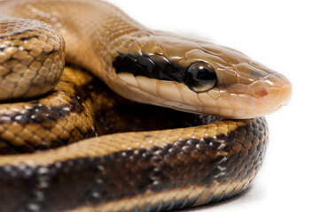 Baby chinese beauty snake (Elaphe taeniura taeniura) on a white background