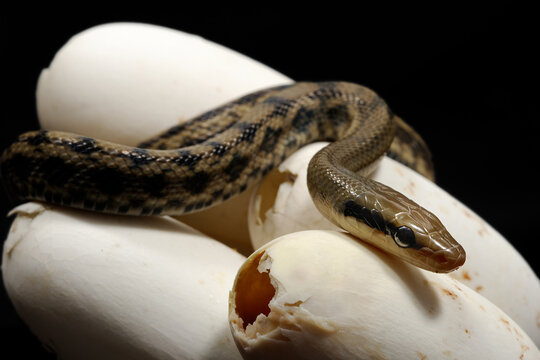 Baby chinese beauty snake (Elaphe taeniura taeniura) on a black background with eggs
