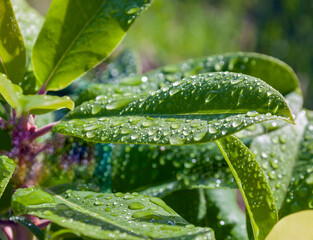 Water drops and light glare on rhododendron leaves after rain.