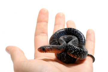 Baby eastern indigo snake (Drymarchon couperi) on a white background on hand