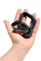 Baby eastern indigo snake (Drymarchon couperi) on a white background on hand