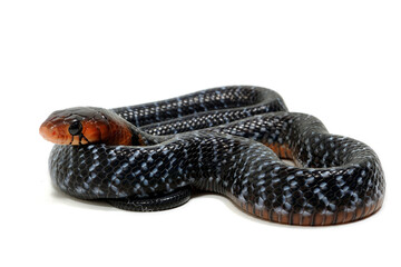 Baby eastern indigo snake (Drymarchon couperi) on a white background