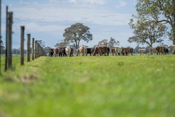 Beef cows and calves grazing on grass and pasture, Australia. eating hay and silage. breeds include...