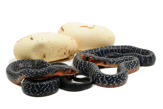 Baby eastern indigo snake (Drymarchon couperi) on a white background with eggs