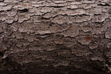 Bark texture forest tree nature texture