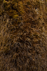 Moss on the forest stump nature autumn texture