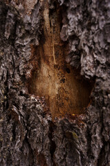 forest bark stump nature texture