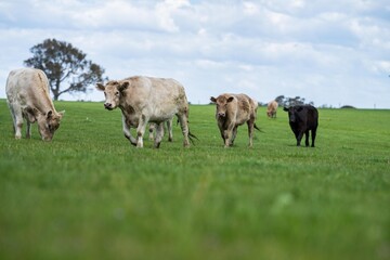 Close up of beef cows and calves grazing on grass in Australia, on a farming ranch. Cattle eating...