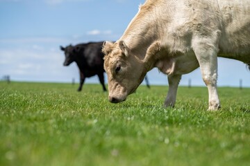 Close up of Stud Beef bulls, cows and calves grazing on grass in a field, in Australia. breeds of...