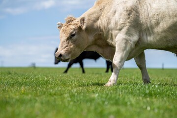 Close up of Stud Beef bulls, cows and calves grazing on grass in a field, in Australia. breeds of...