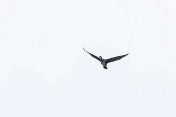 16.10.2021, GER, Bayern, Passau: Ein Kormoran fliegt über den Stausee im passauer Ortsteil 
