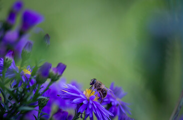 Nature flora season late bloomers