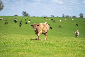 Close up of beef cows and calves grazing on grass in Australia, on a farming ranch. Cattle eating...