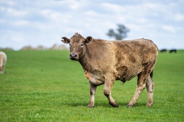 Close up of Stud Beef bulls, cows and calves grazing on grass in a field, in Australia. breeds of...