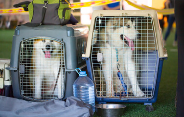Dog carriers for air travel. Husky dogs sit in cages waiting for the plane. Moving with animals....