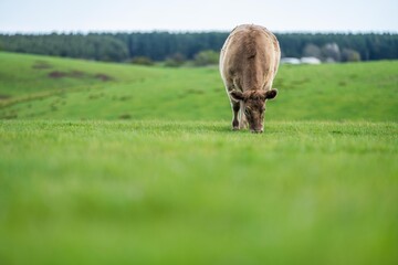 Close up of beef cows and calves grazing on grass in Australia, on a farming ranch. Cattle eating...