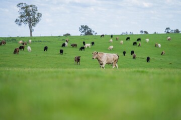 Close up of beef cows and calves grazing on grass in Australia, on a farming ranch. Cattle eating...