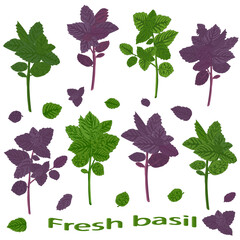 Green basil and dark opal basil close-up. Green  and purple basil.  Vector illustration of green vegetables. - 463237845
