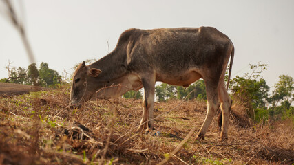 Indian domestic male bull grazing in meadow.
