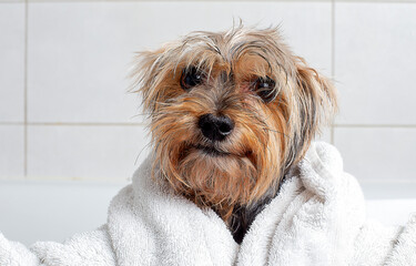 A dog in the bathroom in a towel. Yorkshire Terrier is in the bathroom at home.