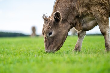 Close up of beef cows and calves grazing on grass in Australia, on a farming ranch. Cattle eating...