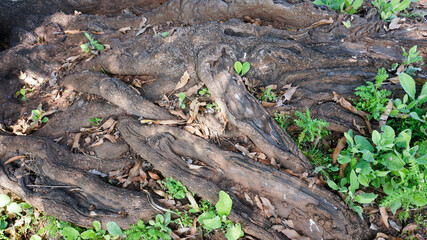 Fototapeta na wymiar Huge tree roots spread on the ground