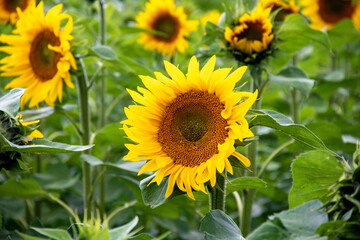 Fleur de tournesol