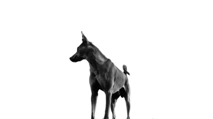 A young muscular dog standing with pride in black and white.