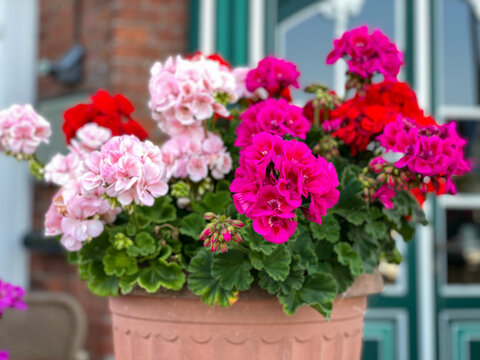 Vibrant red and pink blooming geranium flowers in decorative flower pot close up, floral wallpaper background with red and pink geranium Pelargonium