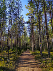Beautiful forest road in Saint-Petersburg suburbs.