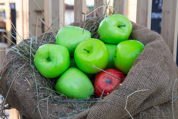 Apples of green and red color lying in a bag in autumn on a clear sunny day. Food, vegetables, agriculture, healthy foods.