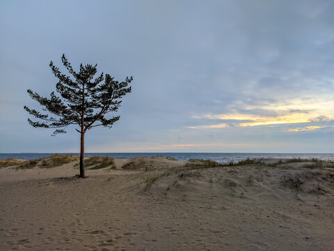 Komarovo Billeder – Gennemse 316 stockfotos, vektorer og videoer ...