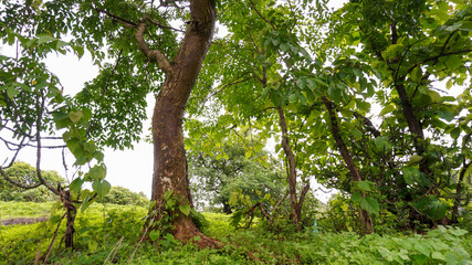 Beautiful green nature landscape during rainy season.