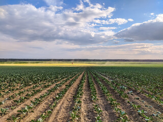 Agricultural landscape, field in Saint-Petersburg suburbs.