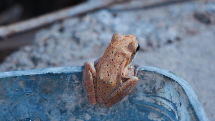 Indian Frog resting in day light