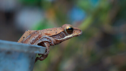 Indian Frog resting in day light