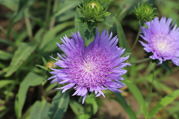 秋の庭に咲くストケシアの紫色の花