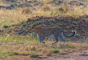 Wild Leopard walking on the Savannah in Africa