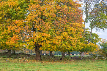Obraz premium Grove of trees with autumn colored trees