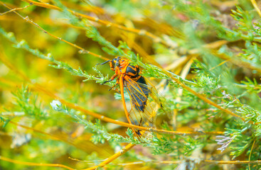 Insects cicadas devour agricultural plants, invasion of insect pests, insecticides