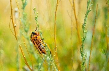 Insects cicadas devour agricultural plants, invasion of insect pests, insecticides