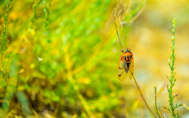 Insects cicadas devour agricultural plants, invasion of insect pests, insecticides