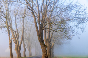 Tree lined road a misty morning at autumn